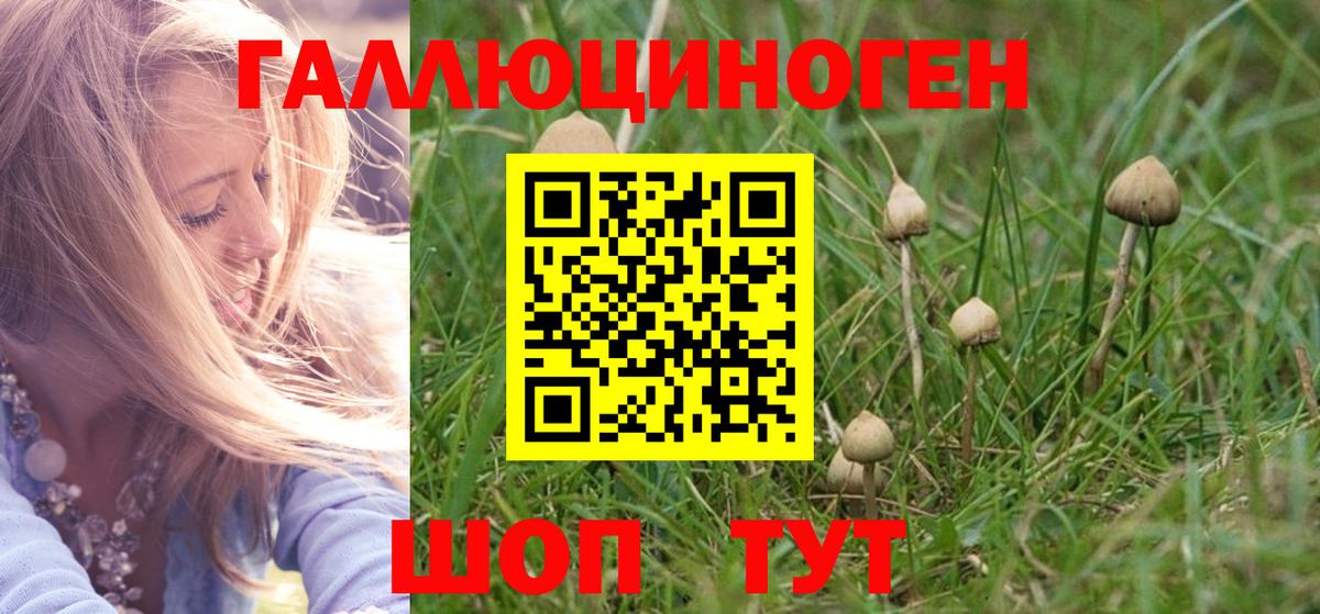 Псилоцибиновые грибы мицелий Горно-Алтайск