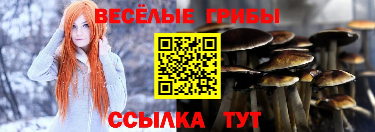 Горно-Алтайск  Псилоцибиновые грибы Cubensis  Вход с VPN  Псилоцибиновые грибы мицелий 